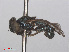  ( - RMNH.INS.553965)  @11 [ ] CreativeCommons - Attribution Non-Commercial Share-Alike (2013) Unspecified Naturalis Biodiversity Center