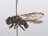  ( - RMNH.INS.553976)  @11 [ ] CreativeCommons - Attribution Non-Commercial Share-Alike (2013) Unspecified Naturalis Biodiversity Center