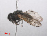  ( - RMNH.INS.553978)  @12 [ ] CreativeCommons - Attribution Non-Commercial Share-Alike (2013) Unspecified Naturalis Biodiversity Center