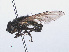  ( - RMNH.INS.553982)  @12 [ ] CreativeCommons - Attribution Non-Commercial Share-Alike (2013) Unspecified Naturalis Biodiversity Center
