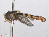  ( - RMNH.INS.554025)  @13 [ ] CreativeCommons - Attribution Non-Commercial Share-Alike (2013) Unspecified Naturalis Biodiversity Center