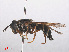  ( - RMNH.INS.554059)  @13 [ ] CreativeCommons - Attribution Non-Commercial Share-Alike (2013) Unspecified Naturalis Biodiversity Center