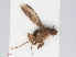  ( - RMNH.INS.554642)  @12 [ ] CreativeCommons - Attribution Non-Commercial Share-Alike (2013) Unspecified Naturalis Biodiversity Center
