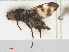 (Melieria picta - RMNH.INS.554665)  @12 [ ] CreativeCommons - Attribution Non-Commercial Share-Alike (2013) Unspecified Naturalis Biodiversity Center