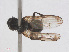  (Herina palustris - RMNH.INS.554668)  @12 [ ] CreativeCommons - Attribution Non-Commercial Share-Alike (2013) Unspecified Naturalis Biodiversity Center