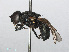  ( - RMNH.INS.554675)  @14 [ ] CreativeCommons - Attribution Non-Commercial Share-Alike (2013) Unspecified Naturalis Biodiversity Center