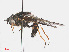  ( - RMNH.INS.554685)  @11 [ ] CreativeCommons - Attribution Non-Commercial Share-Alike (2013) Unspecified Naturalis Biodiversity Center