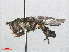  ( - RMNH.INS.554687)  @13 [ ] CreativeCommons - Attribution Non-Commercial Share-Alike (2013) Unspecified Naturalis Biodiversity Center