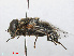  (Eristalinus aeneus - RMNH.INS.554695)  @14 [ ] CreativeCommons - Attribution Non-Commercial Share-Alike (2013) Unspecified Naturalis Biodiversity Center