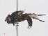  ( - RMNH.INS.554699)  @13 [ ] CreativeCommons - Attribution Non-Commercial Share-Alike (2013) Unspecified Naturalis Biodiversity Center