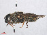  ( - RMNH.INS.554701)  @12 [ ] CreativeCommons - Attribution Non-Commercial Share-Alike (2013) Unspecified Naturalis Biodiversity Center