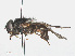  ( - RMNH.INS.554702)  @11 [ ] CreativeCommons - Attribution Non-Commercial Share-Alike (2013) Unspecified Naturalis Biodiversity Center