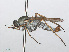  (Cliorismia - RMNH.INS.554706)  @12 [ ] CreativeCommons - Attribution Non-Commercial Share-Alike (2013) Unspecified Naturalis Biodiversity Center