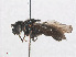  ( - RMNH.INS.554720)  @11 [ ] CreativeCommons - Attribution Non-Commercial Share-Alike (2013) Unspecified Naturalis Biodiversity Center