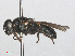  ( - RMNH.INS.554721)  @11 [ ] CreativeCommons - Attribution Non-Commercial Share-Alike (2013) Unspecified Naturalis Biodiversity Center