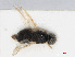  ( - RMNH.INS.554732)  @11 [ ] CreativeCommons - Attribution Non-Commercial Share-Alike (2013) Unspecified Naturalis Biodiversity Center