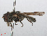  ( - RMNH.INS.554791)  @11 [ ] CreativeCommons - Attribution Non-Commercial Share-Alike (2013) Unspecified Naturalis Biodiversity Center
