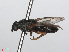  (Scenopinus fenestralis - RMNH.INS.554802)  @12 [ ] CreativeCommons - Attribution Non-Commercial Share-Alike (2013) Unspecified Naturalis Biodiversity Center