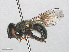  ( - RMNH.INS.554816)  @11 [ ] CreativeCommons - Attribution Non-Commercial Share-Alike (2013) Unspecified Naturalis Biodiversity Center