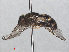  ( - RMNH.INS.554825)  @12 [ ] CreativeCommons - Attribution Non-Commercial Share-Alike (2013) Unspecified Naturalis Biodiversity Center