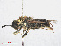  ( - RMNH.INS.554826)  @11 [ ] CreativeCommons - Attribution Non-Commercial Share-Alike (2013) Unspecified Naturalis Biodiversity Center