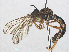  ( - RMNH.INS.554827)  @11 [ ] CreativeCommons - Attribution Non-Commercial Share-Alike (2013) Unspecified Naturalis Biodiversity Center