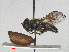  ( - RMNH.INS.556459)  @11 [ ] CreativeCommons - Attribution Non-Commercial Share-Alike (2013) Unspecified Naturalis Biodiversity Center