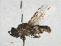  (Stratiomys potamida - RMNH.INS.556474)  @12 [ ] CreativeCommons - Attribution Non-Commercial Share-Alike (2013) Unspecified Naturalis Biodiversity Center
