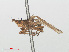  ( - RMNH.INS.556487)  @12 [ ] CreativeCommons - Attribution Non-Commercial Share-Alike (2013) Unspecified Naturalis Biodiversity Center