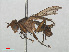  ( - RMNH.INS.556492)  @11 [ ] CreativeCommons - Attribution Non-Commercial Share-Alike (2013) Unspecified Naturalis Biodiversity Center