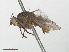  ( - RMNH.INS.556494)  @11 [ ] CreativeCommons - Attribution Non-Commercial Share-Alike (2013) Unspecified Naturalis Biodiversity Center