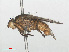 (Pherbellia dorsata - RMNH.INS.556495)  @13 [ ] CreativeCommons - Attribution Non-Commercial Share-Alike (2013) Unspecified Naturalis Biodiversity Center