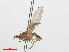  (Trigonometopus frontalis - RMNH.INS.556497)  @12 [ ] CreativeCommons - Attribution Non-Commercial Share-Alike (2013) Unspecified Naturalis Biodiversity Center