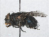  ( - RMNH.INS.557260)  @13 [ ] CreativeCommons - Attribution Non-Commercial Share-Alike (2013) Unspecified Naturalis Biodiversity Center