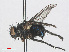  ( - RMNH.INS.557264)  @13 [ ] CreativeCommons - Attribution Non-Commercial Share-Alike (2013) Unspecified Naturalis Biodiversity Center