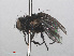  ( - RMNH.INS.557265)  @11 [ ] CreativeCommons - Attribution Non-Commercial Share-Alike (2013) Unspecified Naturalis Biodiversity Center