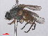  ( - RMNH.INS.557274)  @13 [ ] CreativeCommons - Attribution Non-Commercial Share-Alike (2013) Unspecified Naturalis Biodiversity Center