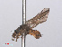  ( - RMNH.INS.557287)  @13 [ ] CreativeCommons - Attribution Non-Commercial Share-Alike (2013) Unspecified Naturalis Biodiversity Center