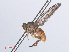  ( - RMNH.INS.557290)  @13 [ ] CreativeCommons - Attribution Non-Commercial Share-Alike (2013) Unspecified Naturalis Biodiversity Center