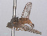  ( - RMNH.INS.557292)  @13 [ ] CreativeCommons - Attribution Non-Commercial Share-Alike (2013) Unspecified Naturalis Biodiversity Center