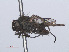  ( - RMNH.INS.557296)  @11 [ ] CreativeCommons - Attribution Non-Commercial Share-Alike (2013) Unspecified Naturalis Biodiversity Center