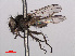  ( - RMNH.INS.557304)  @12 [ ] CreativeCommons - Attribution Non-Commercial Share-Alike (2013) Unspecified Naturalis Biodiversity Center