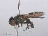  ( - RMNH.INS.557318)  @11 [ ] CreativeCommons - Attribution Non-Commercial Share-Alike (2013) Unspecified Naturalis Biodiversity Center