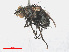  ( - RMNH.INS.557320)  @11 [ ] CreativeCommons - Attribution Non-Commercial Share-Alike (2013) Unspecified Naturalis Biodiversity Center