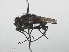  ( - RMNH.INS.559370)  @13 [ ] CreativeCommons - Attribution Non-Commercial Share-Alike (2013) Unspecified Naturalis Biodiversity Center