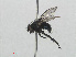  ( - RMNH.INS.559372)  @11 [ ] CreativeCommons - Attribution Non-Commercial Share-Alike (2013) Unspecified Naturalis Biodiversity Center