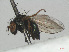  ( - RMNH.INS.559374)  @11 [ ] CreativeCommons - Attribution Non-Commercial Share-Alike (2013) Unspecified Naturalis Biodiversity Center