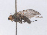  (Phytomyza gymnostoma - RMNH.INS.559376)  @12 [ ] CreativeCommons - Attribution Non-Commercial Share-Alike (2013) Unspecified Naturalis Biodiversity Center