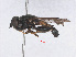  ( - RMNH.INS.559387)  @13 [ ] CreativeCommons - Attribution Non-Commercial Share-Alike (2013) Unspecified Naturalis Biodiversity Center
