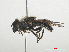  ( - RMNH.INS.559409)  @11 [ ] CreativeCommons - Attribution Non-Commercial Share-Alike (2013) Unspecified Naturalis Biodiversity Center